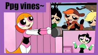 Powerpuffgirls vines [upl. by Leodora]