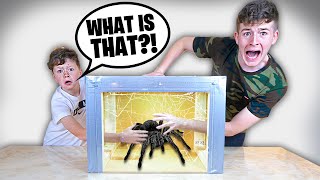 Whats In The Box  FAMILY 4 CHALLENGE Insects Live Animals Scorpions [upl. by Adev]