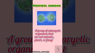 23Kingdom protista biology science upsc ssc neet amoeba paramecium slimemouldeuglena cbse [upl. by Stockmon]