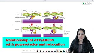 Relationship of ATP amp A M crossbridge [upl. by Ozkum]