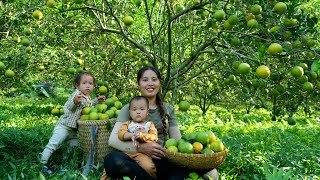 Harvest the orange garden to sell at the market  trap giant fish to cook with your children [upl. by Nnyleahs]