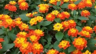 Lantana camara [upl. by Adur]