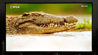 Nile Crocodile  When Predators Attack  Nat Geo Wild [upl. by Asillim]