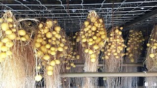 Aeroponics Potato Farming  Potato Chip Process Factory  Modern Potato Agriculture Technology [upl. by Coombs104]