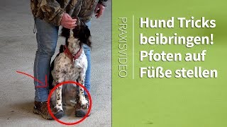 Hund Tricks beibringen ► Hundepfoten auf Füße stellen ► Praxisvideo [upl. by Selle202]