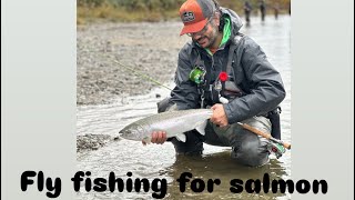 fly fishing for coho salmon vedder river chilliwack [upl. by Cinemod]