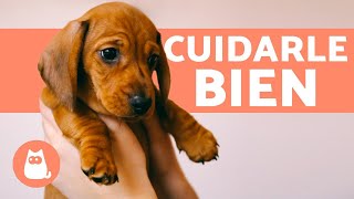 ¿Cómo CUIDAR CACHORROS 🐶 ¡Guía Completa [upl. by Brittnee413]