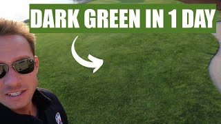 DARK GREEN GRASS in 1 DAY with RESULTS  Liquid Fertilizer [upl. by Eniarral40]