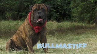 Bullmastiff Dog Breed 101 [upl. by Beckie]