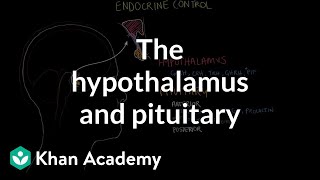 The hypothalamus and pituitary gland  Endocrine system physiology  NCLEXRN  Khan Academy [upl. by Archambault464]