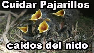 Cuidar Pajarillos Caidos Del Nido [upl. by Ranchod709]