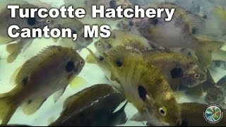 Harvesting Coppernose Bluegill at the Turcotte Hatchery [upl. by Cressler687]