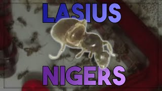 Meet my first Queen Lasiusniger [upl. by Euqnom945]