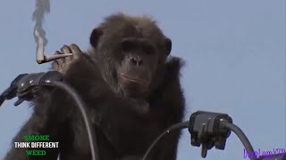 YTP  Just a Toke will Make a Chimp a Champ [upl. by Umberto958]