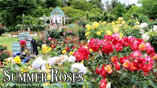 Summer Roses of Keisei Rose Garden 2022  4k 京成バラ園 rose  Explore Japan [upl. by Naivaj]