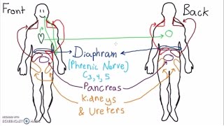 Abdominal Dermatomes and Referred Pain [upl. by Ahtela]