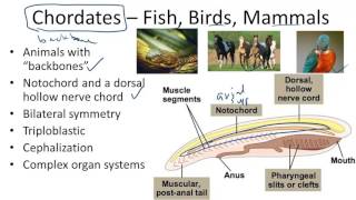 Chordates Fish Birds Mammals [upl. by Luapnoj]