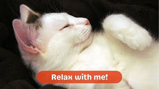 ASMR Relaxing Cat Purr with Peaceful Fireplace [upl. by Relda]