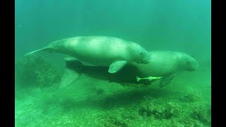 Dugong mating [upl. by Gwenora]