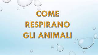 LA RESPIRAZIONE DEGLI ANIMALI [upl. by Barstow226]