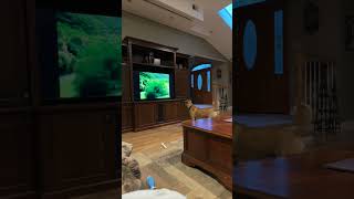 Dog Startled by Jump Scare Prank While Watching TV [upl. by Aikem]