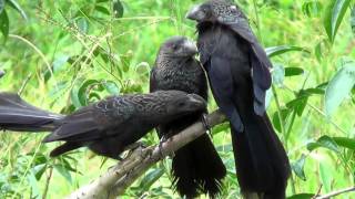 ANUPRETO em família CROTOPHAGA ANI SMOOTHBILLED ANI Anupequeno Anum PÁSSARO SOCIÁVEL [upl. by Snook]