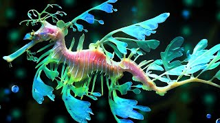 Leafy Sea Dragon Facts Leafy DRAGON of the SEA  Animal Fact Files [upl. by Norad]