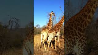 Giraffe Safaripark near Johannesburg [upl. by Abram]