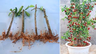 Growing Cherry Trees from Cuttings simple at home [upl. by Wilhide]