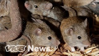 Millions of Mice Are Terrorizing Australia [upl. by Nnaid189]