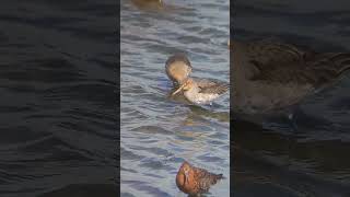 Foraging blacktailed godwits [upl. by Humbert]