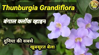 Thunbergia Grandiflora Plant Care Bengal Trumpet Vine Blue sky flower Bengal clock VineThunberg [upl. by Aaren145]