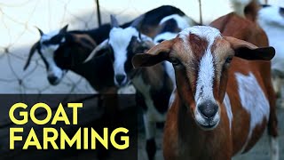 Goat Farming  FULL Version  Agribusiness How It Works [upl. by Beckerman]