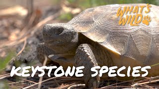 Russian Tortoise Care Horsfield Tortoise Care How to care for your Tortoise [upl. by Azeria]