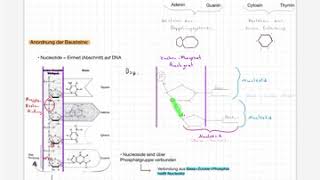 Aufbau der DNA Nucleotide Basenpaarung und ChargaffRegel [upl. by Kayle]