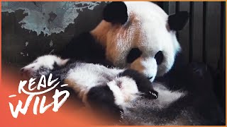 Panda Conservation Efforts [upl. by Len]