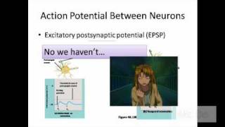 synaptic cleft myelin sheath schwann cell nodes of ranvier excitatory postsynaptic potential epsp [upl. by Terena]