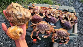 Eating Raw Scallops and Snaring Big Crab [upl. by Neysa]