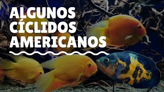 5 VARIEDADES y  quotciclidos americanosquot OSCAR 🇧🇷  Apistograma SEVERUM Salvini DISCO escalaes [upl. by Noiraa]