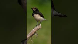 Variable wheatear call [upl. by Auqinahc]