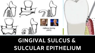 GINGIVAL SULCUS AND SULCULAR EPITHELIUM [upl. by Jonina183]