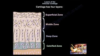 Layers of Articular Cartilage  Everything You Need To Know  Dr Nabil Ebraheim [upl. by Nosnah]