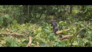 🪵 Traditional Wood Splitting  Skilled Farmers Processing Timber for Construction amp Handicrafts 🔥💪 [upl. by Amikay]