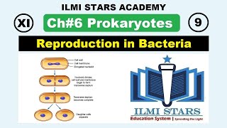 Reproduction in Bacteria Class 11 Biology Chapter 6 Prokaryotes [upl. by Landry]