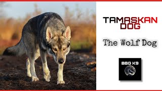 Tamaskan Dog  The Finnish wolf dog  Dog breed facts  BBG K9 [upl. by Morgenthaler]