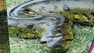 SurinameParamaribo ZooAnaconda3Dierentuin🐉 [upl. by Acsisnarf827]