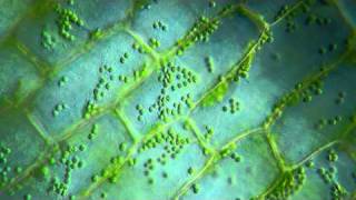 Cytoplasmic streaming Elodea leaf DIC microscope 525x [upl. by Waiter]