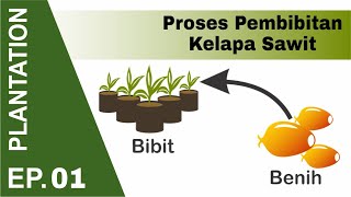 PLANTATION Proses Pembibitan Kelapa Sawit  pre nursery  perkebunan kelapa sawit [upl. by Pesek]