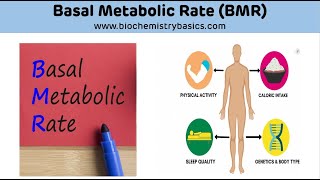 Basal Metabolic Rate BMR  Basal Metabolic Rate Biochemistry [upl. by Aicnelav]