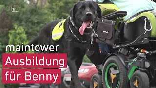 Assistenzhund dringend benötigt  maintower [upl. by Tripp]